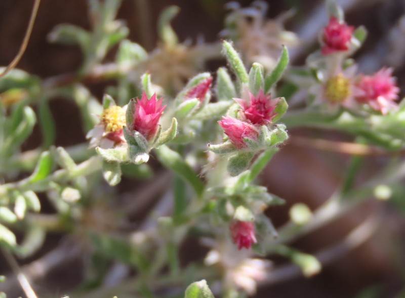 Helichrysum pumilio subsp. fleckii photo 2