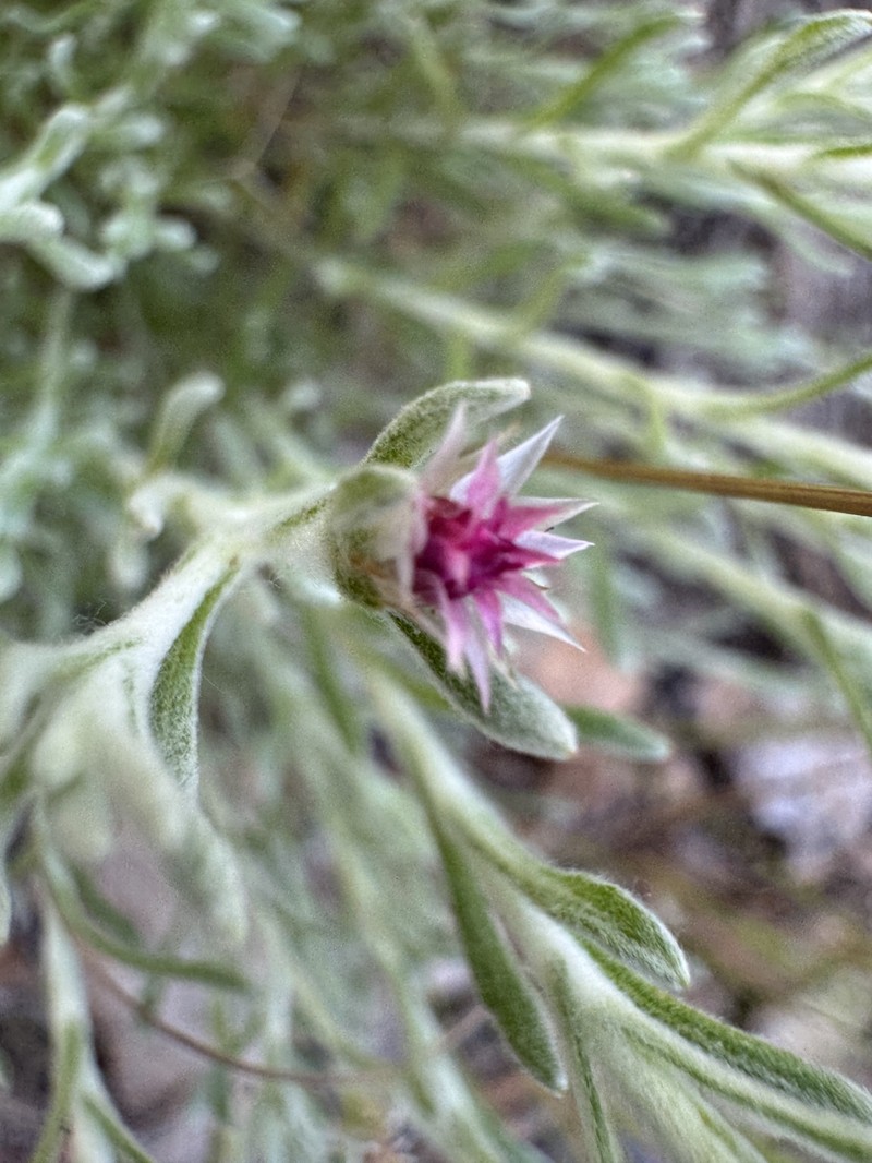 Helichrysum pumilio subsp. fleckii photo 3
