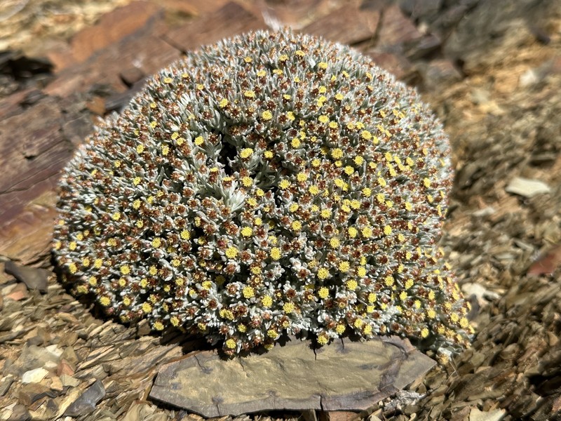 Helichrysum pumilio subsp. pumilio photo 2