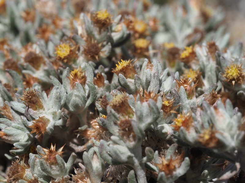 Helichrysum pumilio subsp. pumilio photo 3