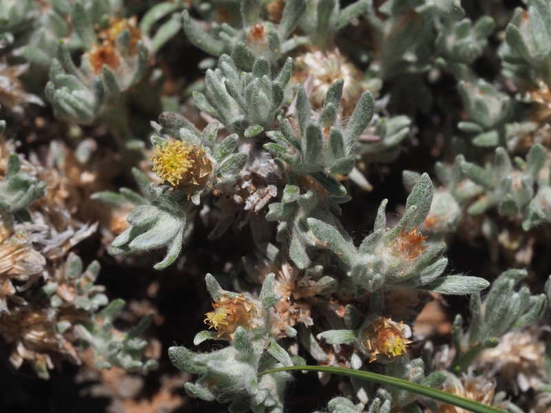 Helichrysum pumilio subsp. pumilio photo 4
