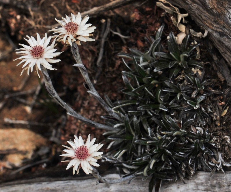 Helichrysum pumilum