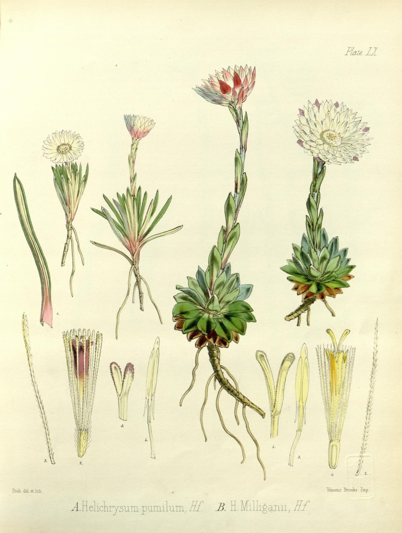 Helichrysum pumilum photo 2
