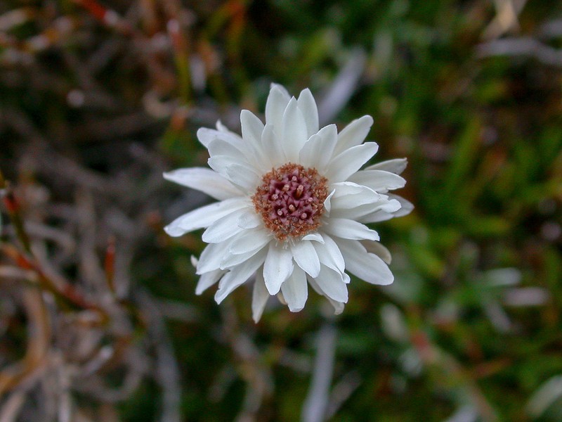 Helichrysum pumilum photo 3