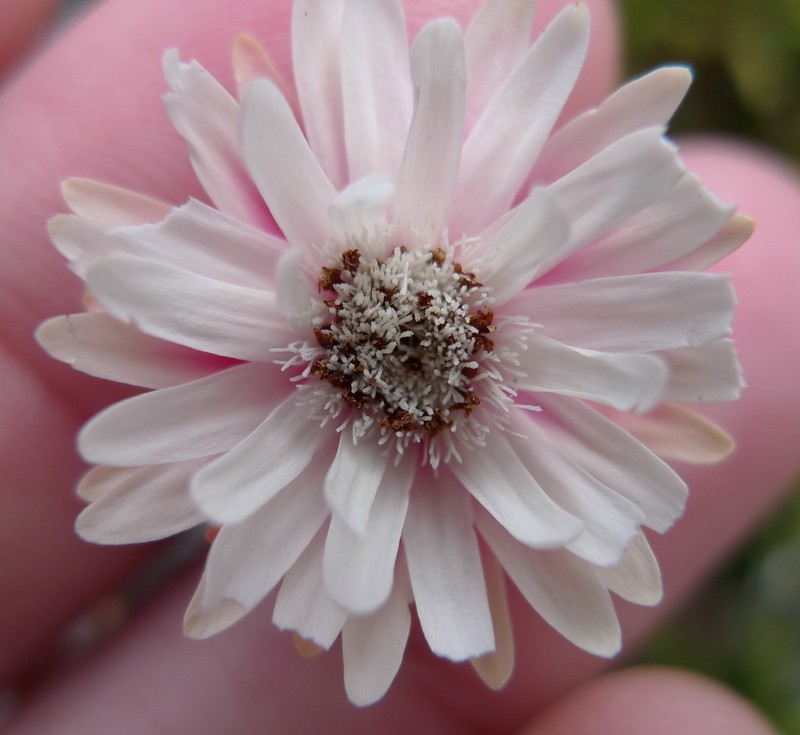 Helichrysum pumilum photo 4