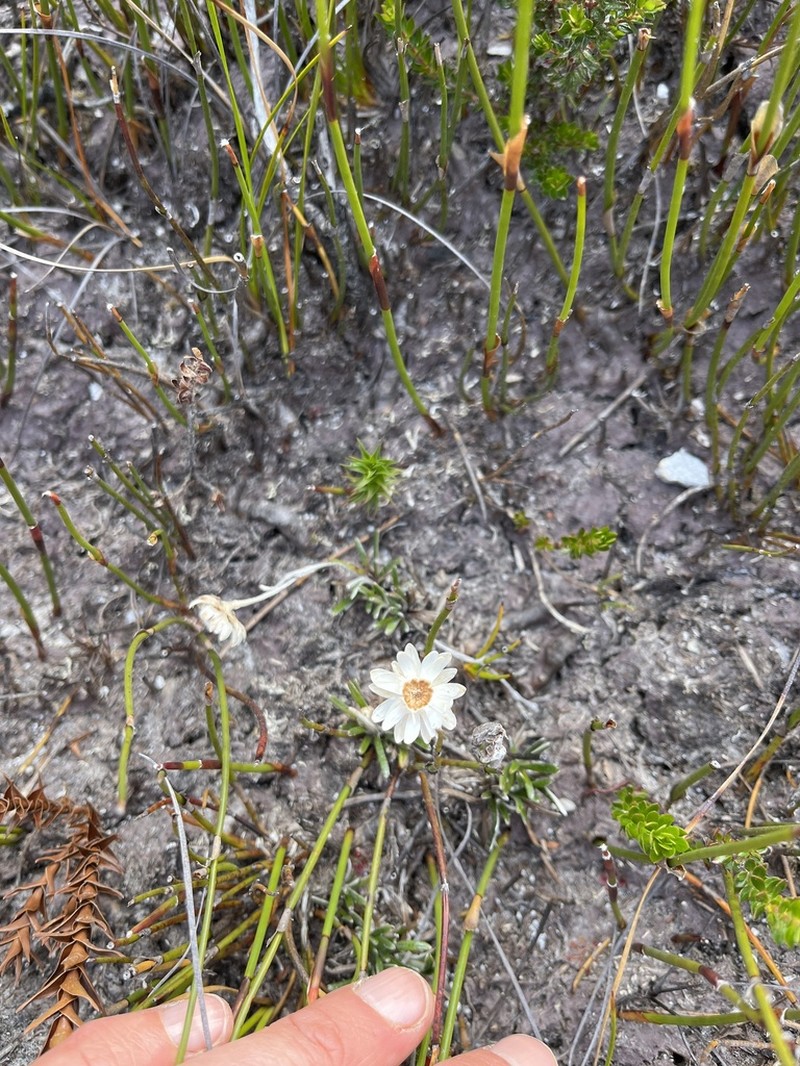 Helichrysum pumilum photo 5