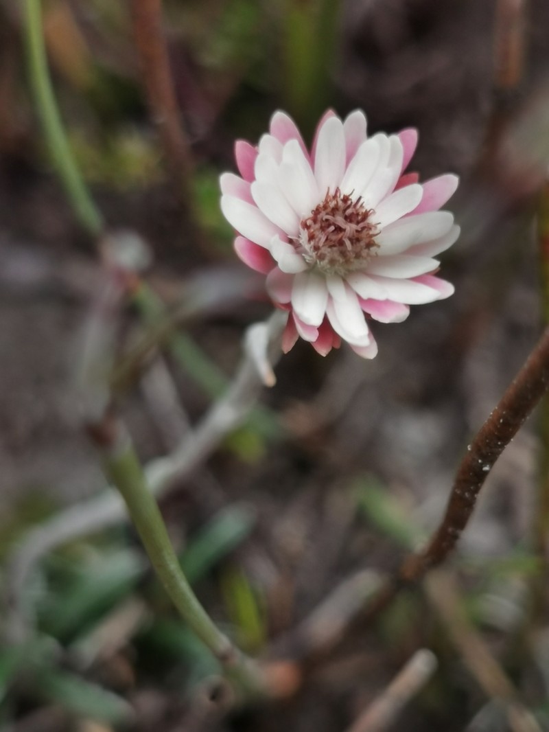 Helichrysum pumilum photo 6