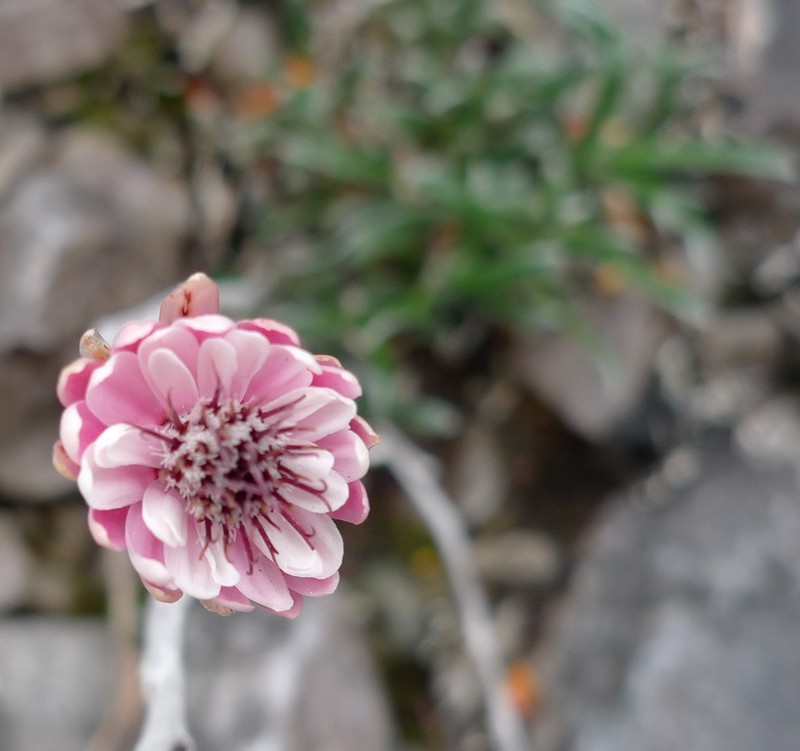 Helichrysum pumilum photo 7