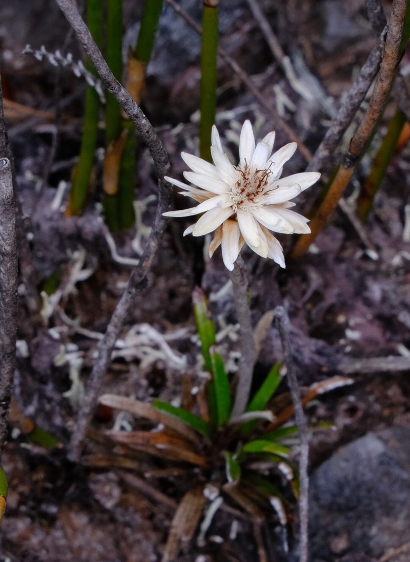 Helichrysum pumilum var. pumilum