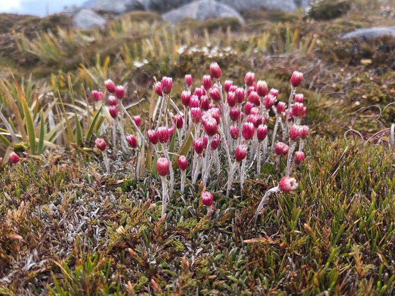 Helichrysum pumilum var. pumilum photo 2