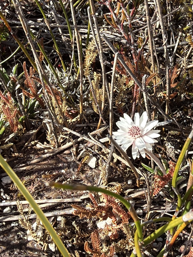 Helichrysum pumilum var. pumilum photo 3