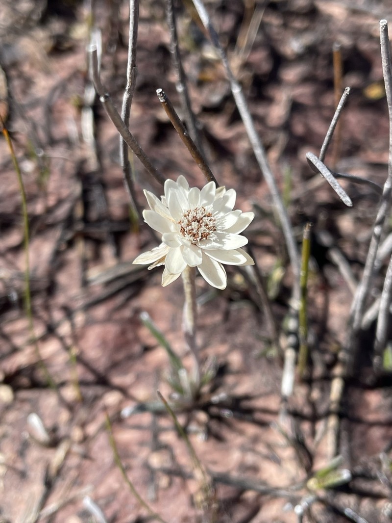 Helichrysum pumilum var. pumilum photo 4