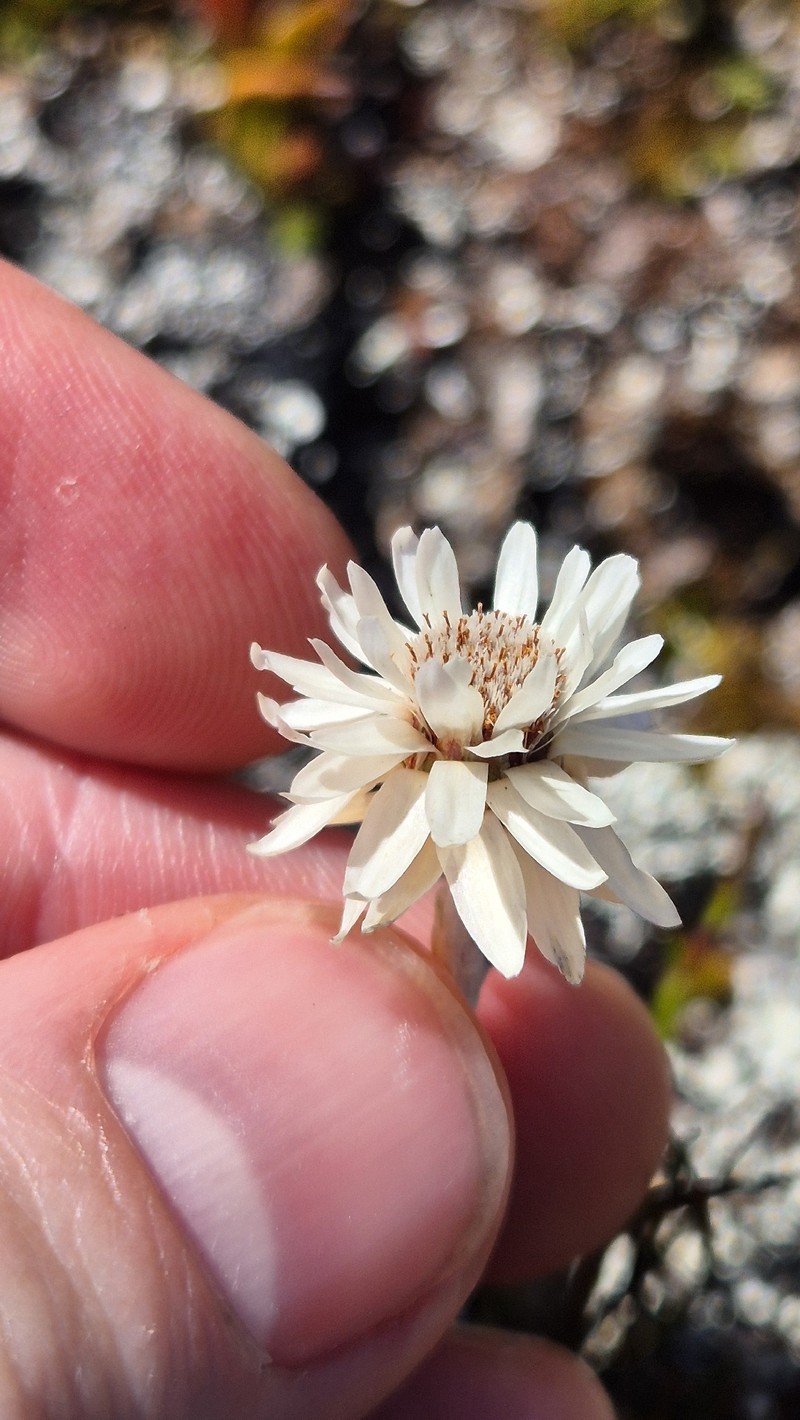 Helichrysum pumilum var. spathulatum