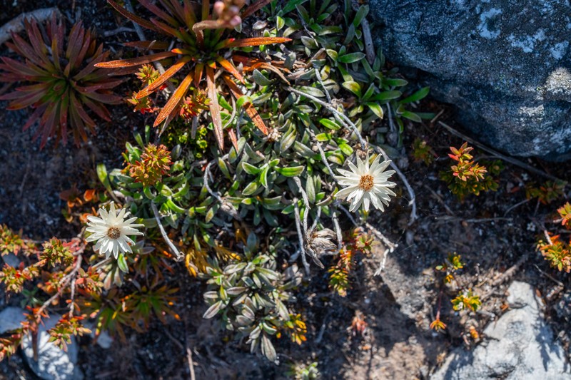 Helichrysum pumilum var. spathulatum photo 2