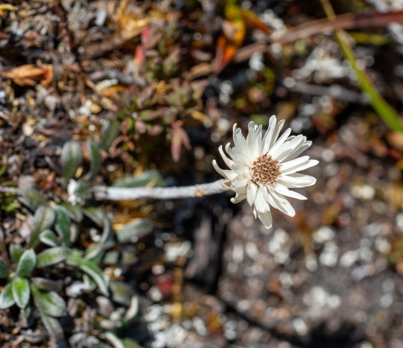 Helichrysum pumilum var. spathulatum photo 3