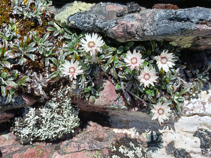 Helichrysum pumilum var. spathulatum photo 4