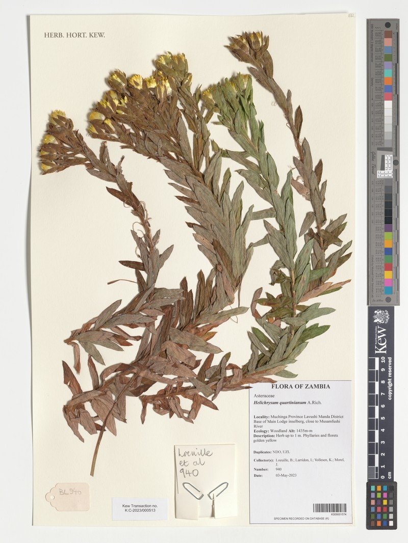 Helichrysum quartinianum