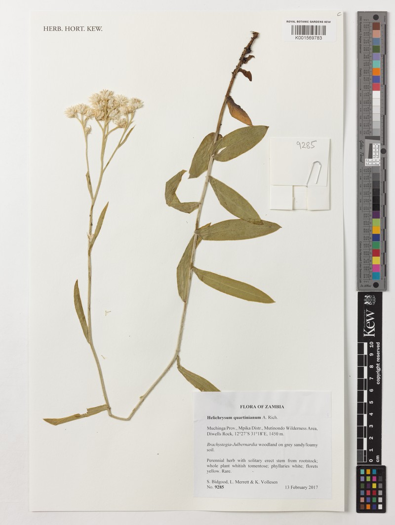 Helichrysum quartinianum photo 2