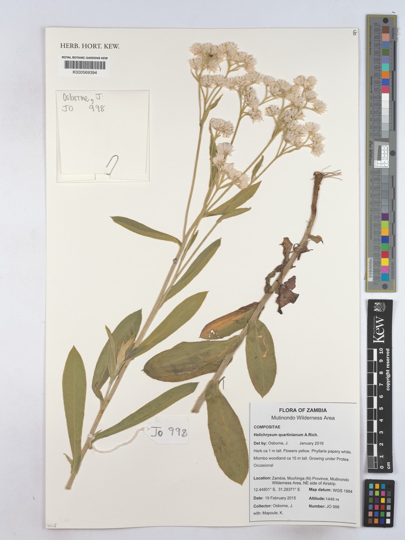 Helichrysum quartinianum photo 3