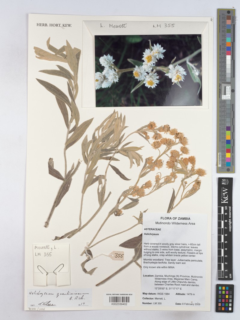 Helichrysum quartinianum photo 4