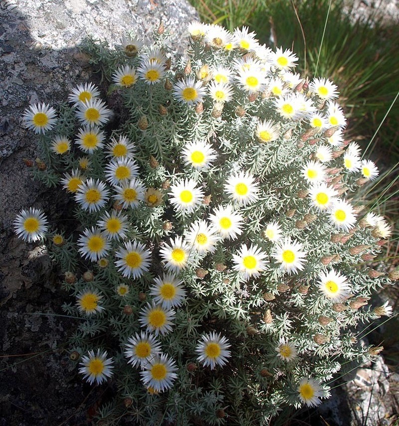 Helichrysum reflexum