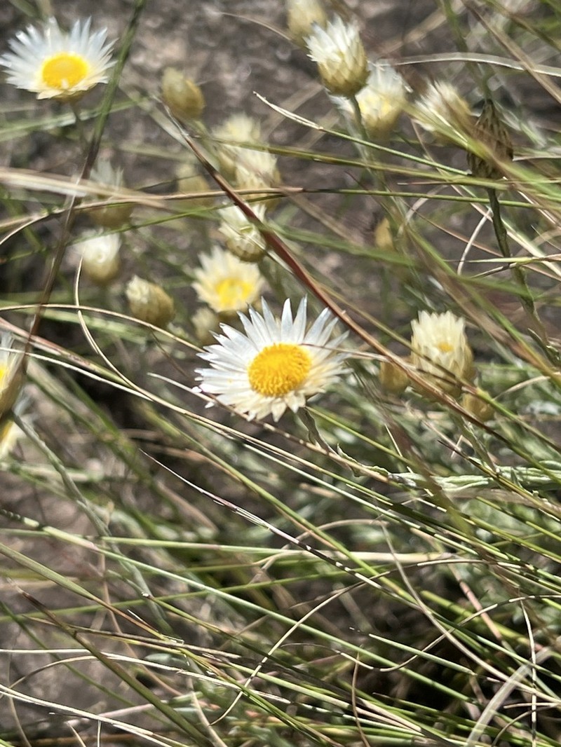 Helichrysum reflexum photo 2
