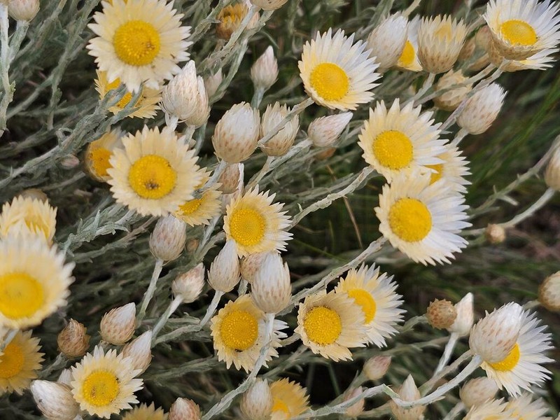 Helichrysum reflexum photo 3