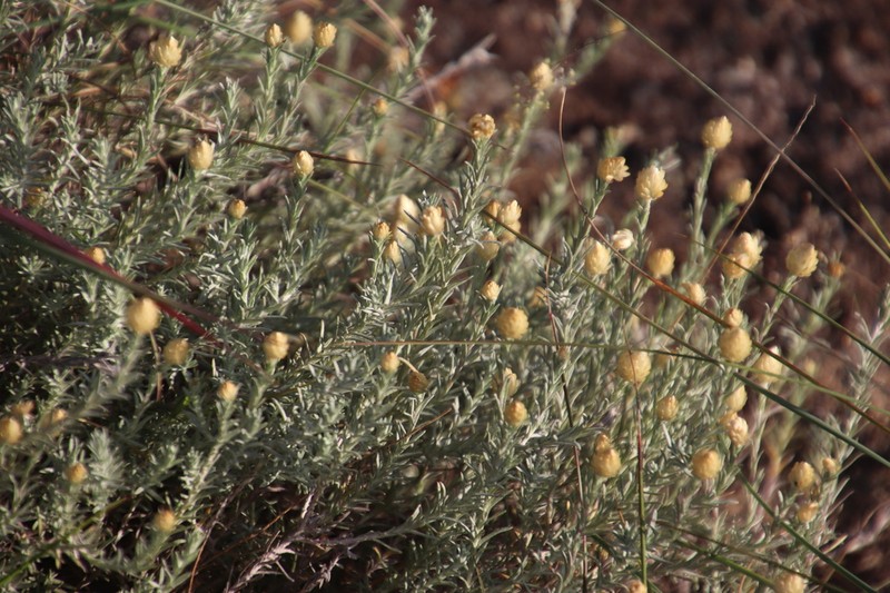 Helichrysum reflexum photo 4