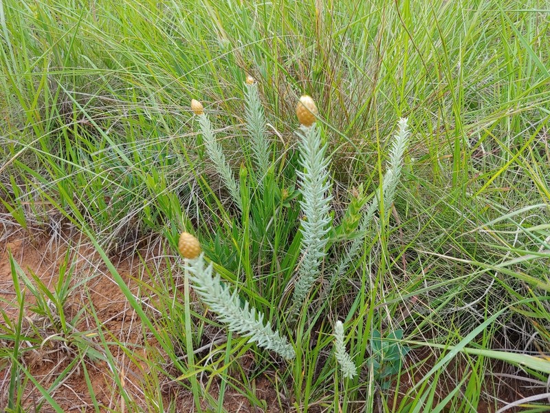 Helichrysum reflexum photo 5