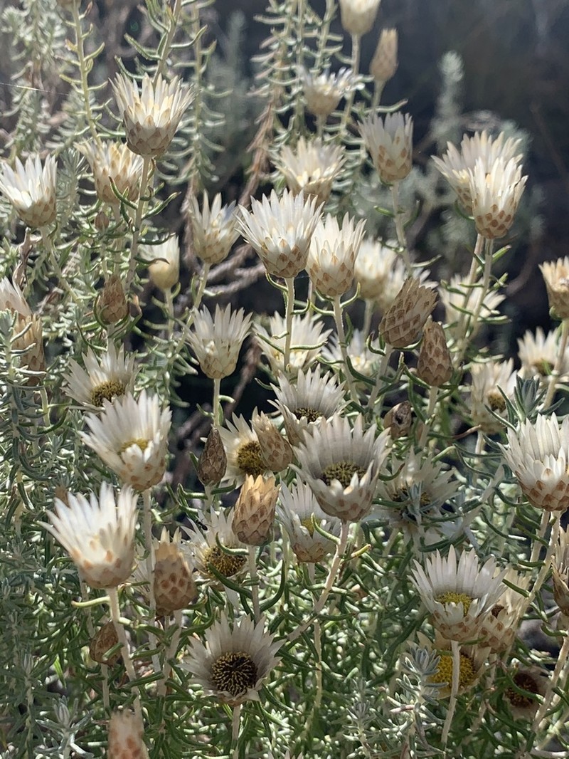 Helichrysum reflexum photo 6