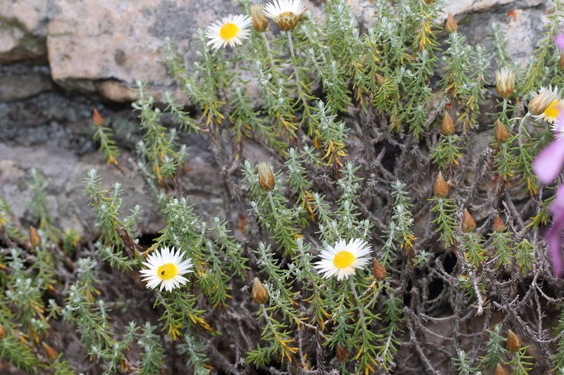 Helichrysum reflexum photo 7