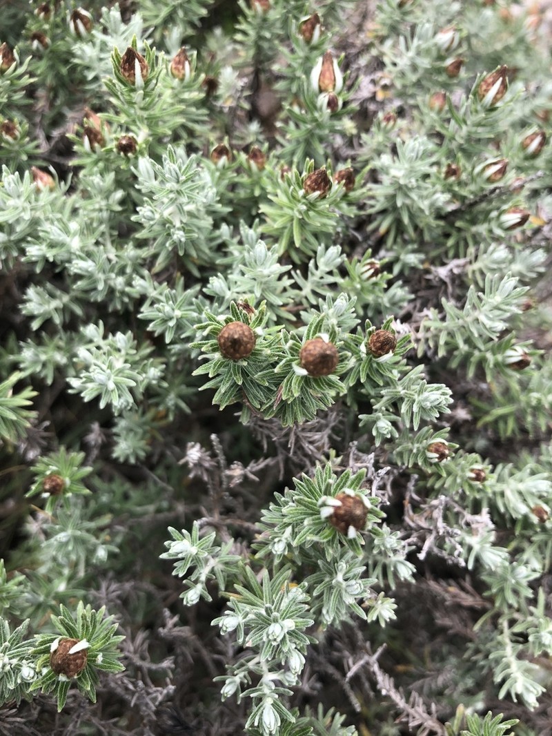 Helichrysum reflexum photo 8