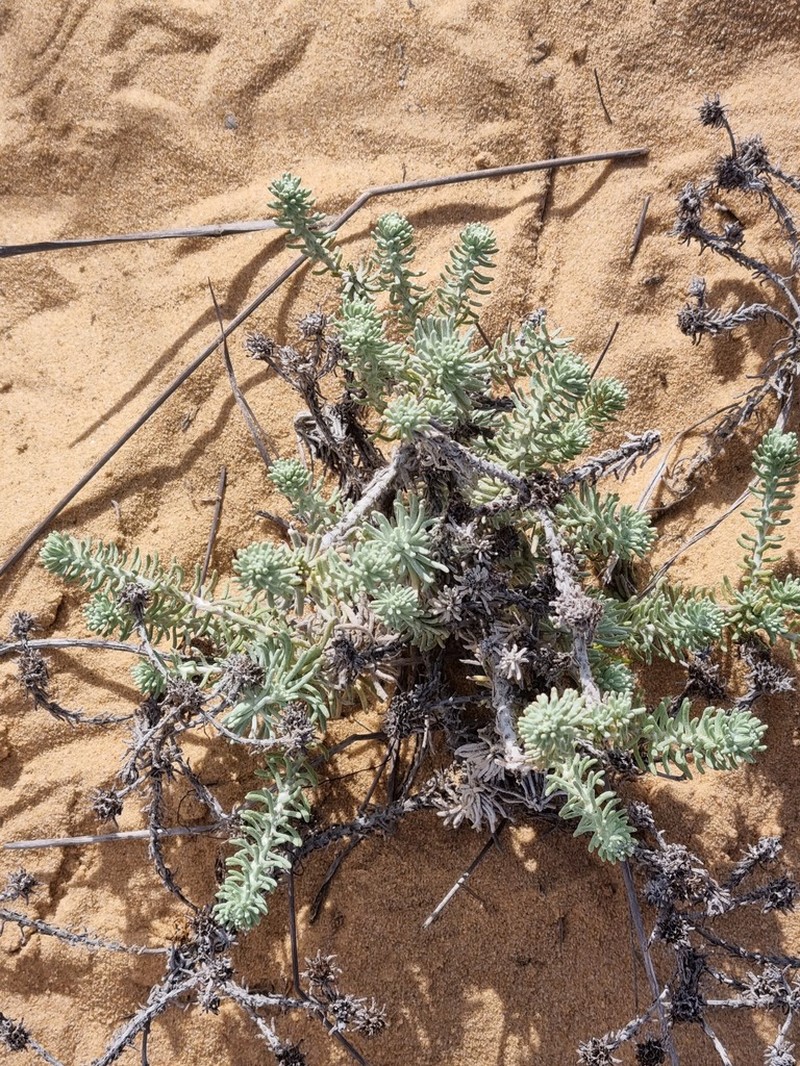 Helichrysum refractum photo 2