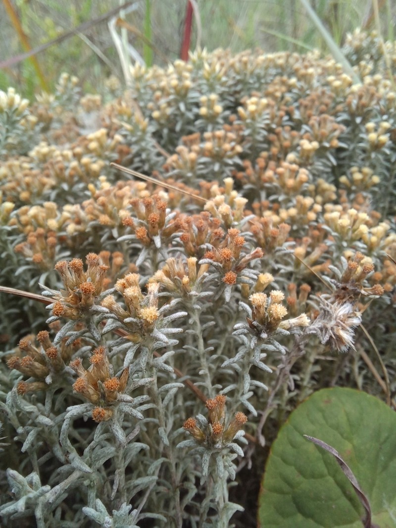 Helichrysum refractum photo 4