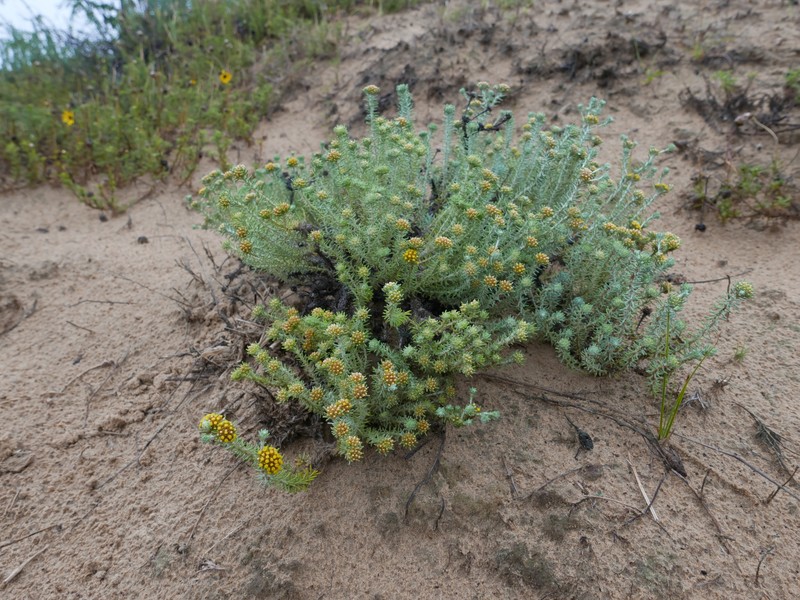 Helichrysum refractum photo 5