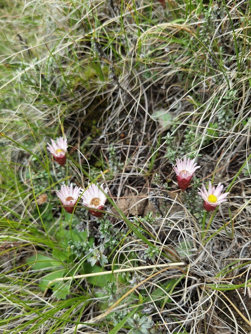 Helichrysum retortoides photo 2