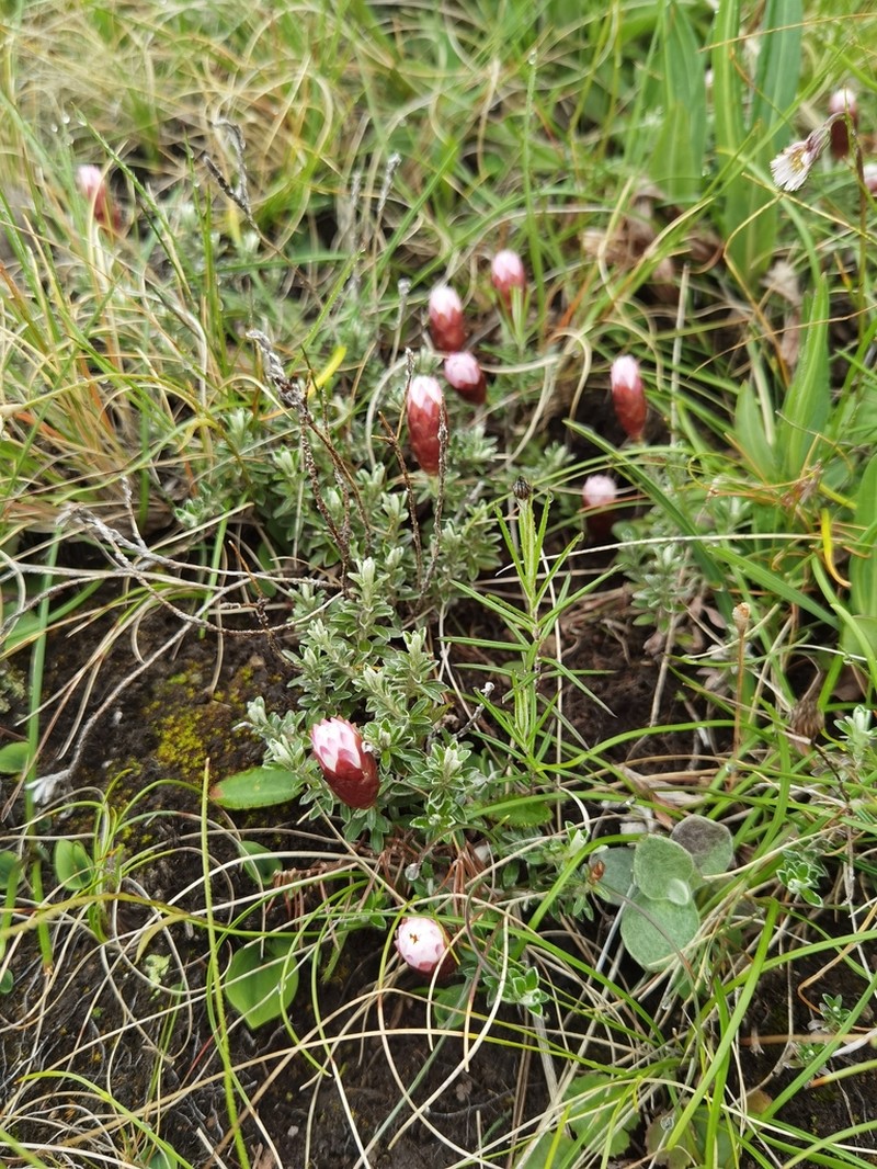 Helichrysum retortoides photo 3