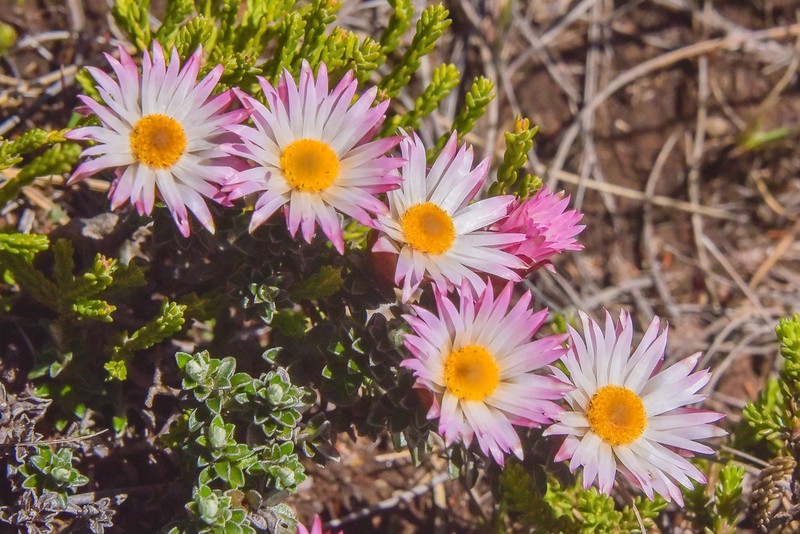 Helichrysum retortoides photo 4