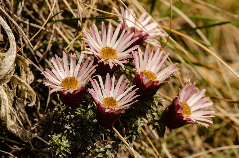 Helichrysum retortoides photo 6