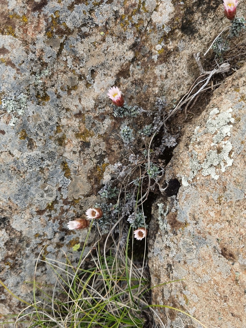 Helichrysum retortoides photo 7