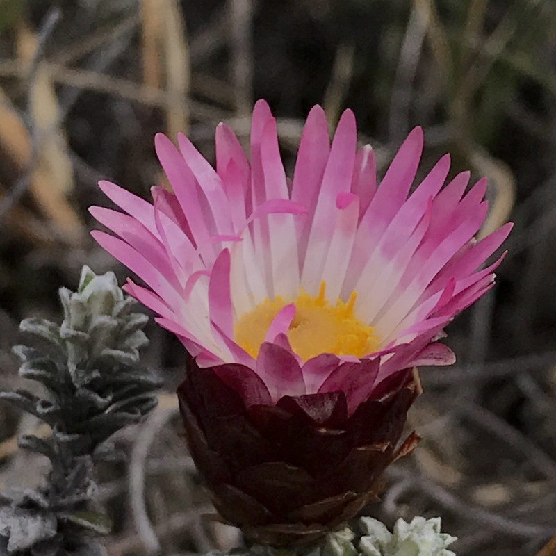 Helichrysum retortoides photo 8