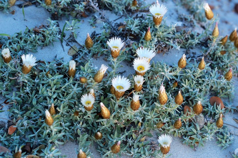 Helichrysum retortum