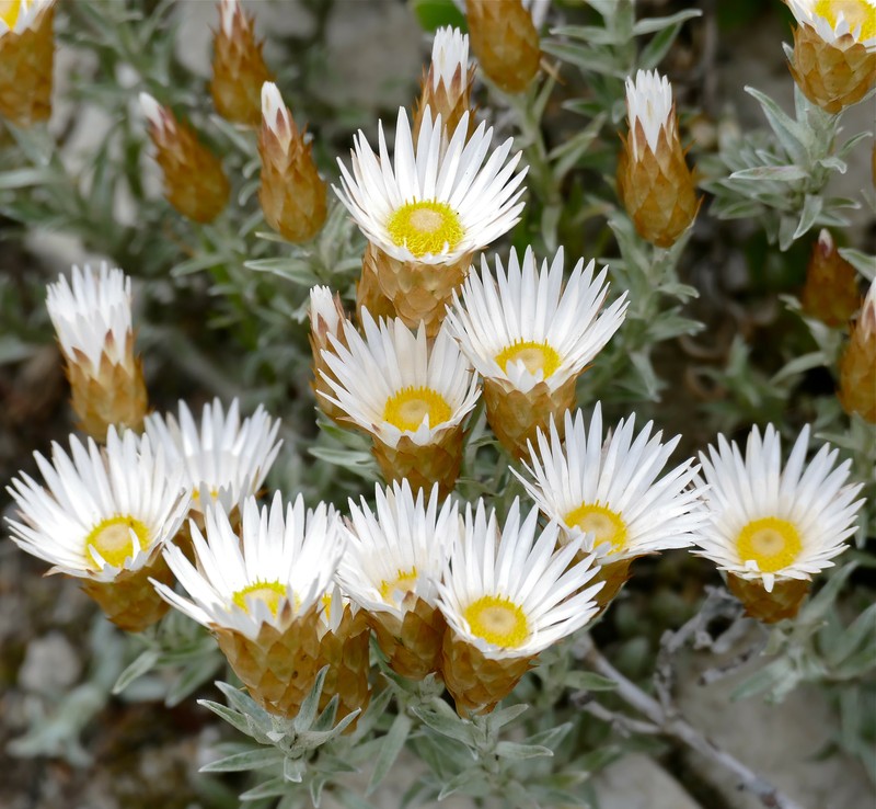 Helichrysum retortum photo 2