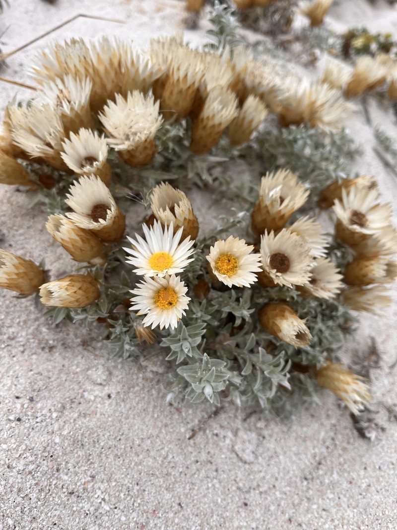Helichrysum retortum photo 3