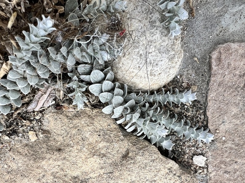Helichrysum retortum photo 4