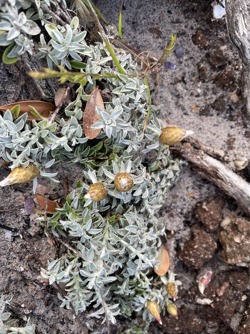 Helichrysum retortum photo 5