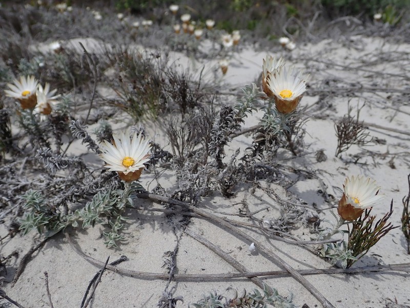 Helichrysum retortum photo 6