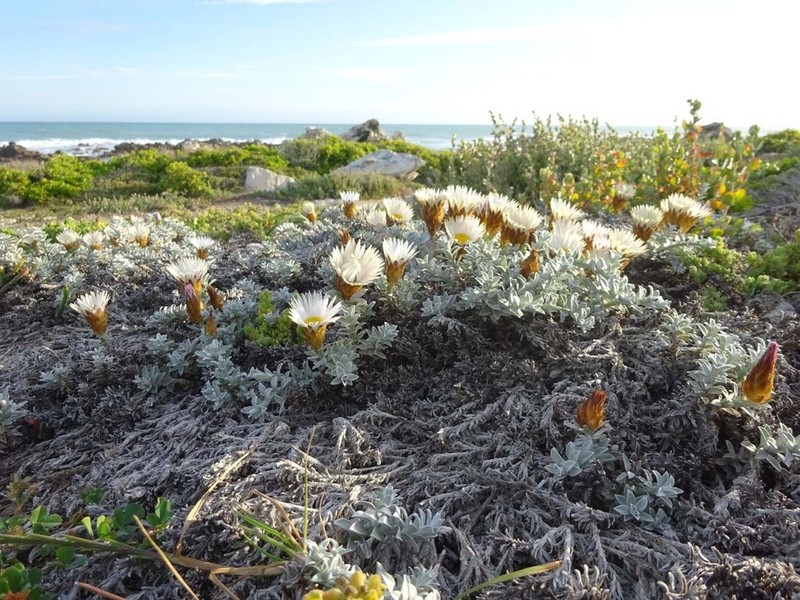 Helichrysum retortum photo 7