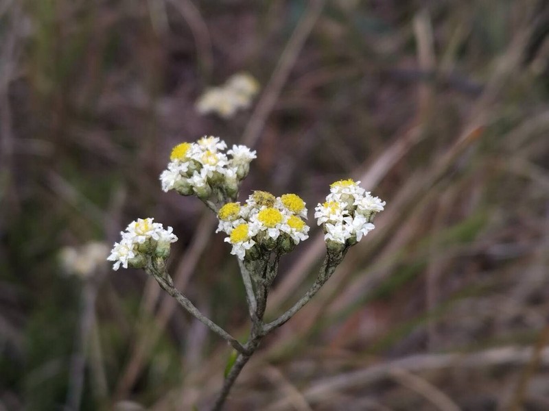 Helichrysum retrorsum
