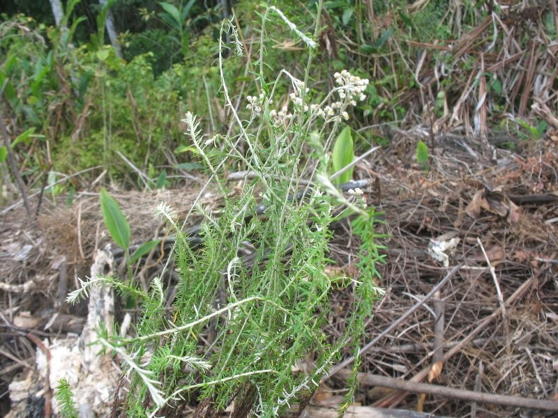 Helichrysum retrorsum photo 2